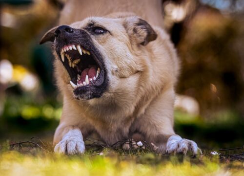 Psy agresywne i zakazane rasy w Polsce