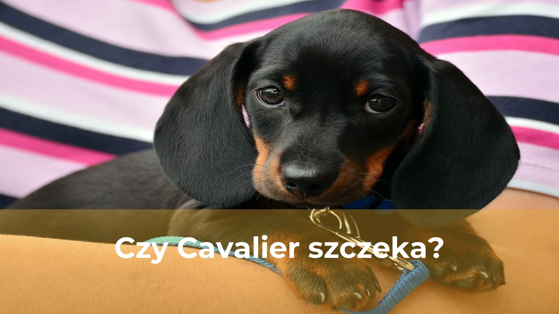 Czy cavalier szczeka