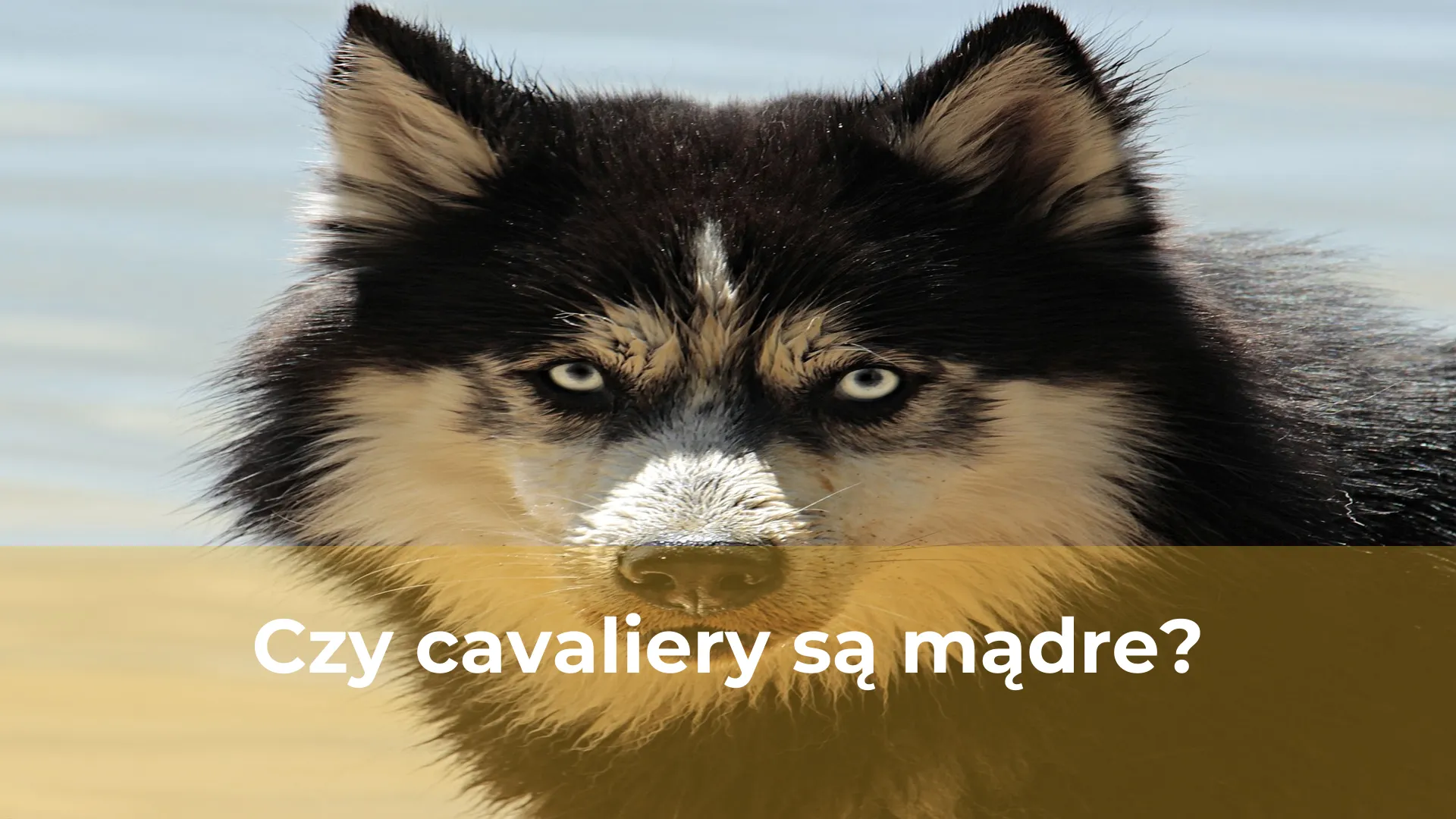 Czy cavaliery są mądre