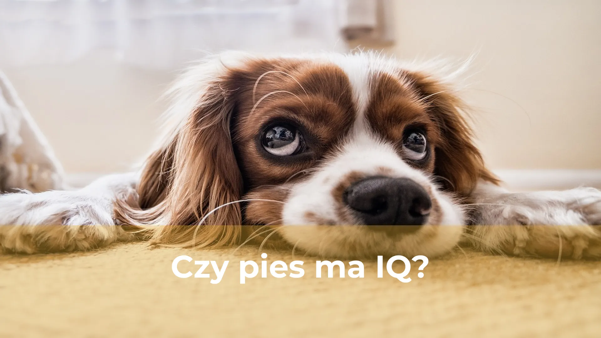 Czy pies ma iq