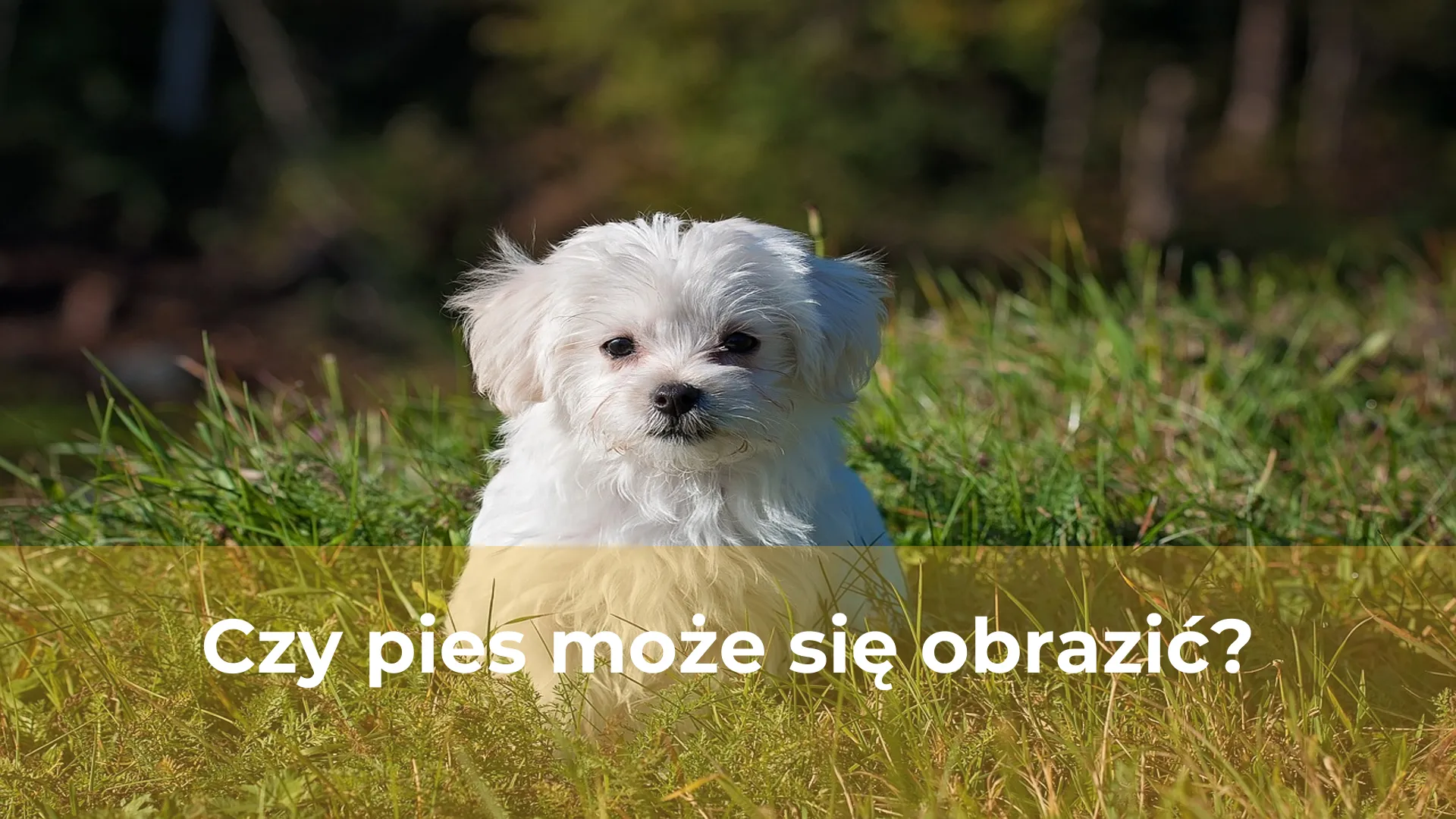 Czy pies może się obrazić