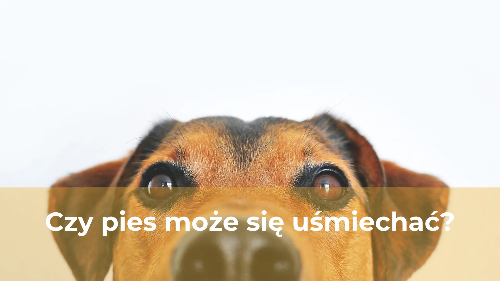 Czy pies może się uśmiechać