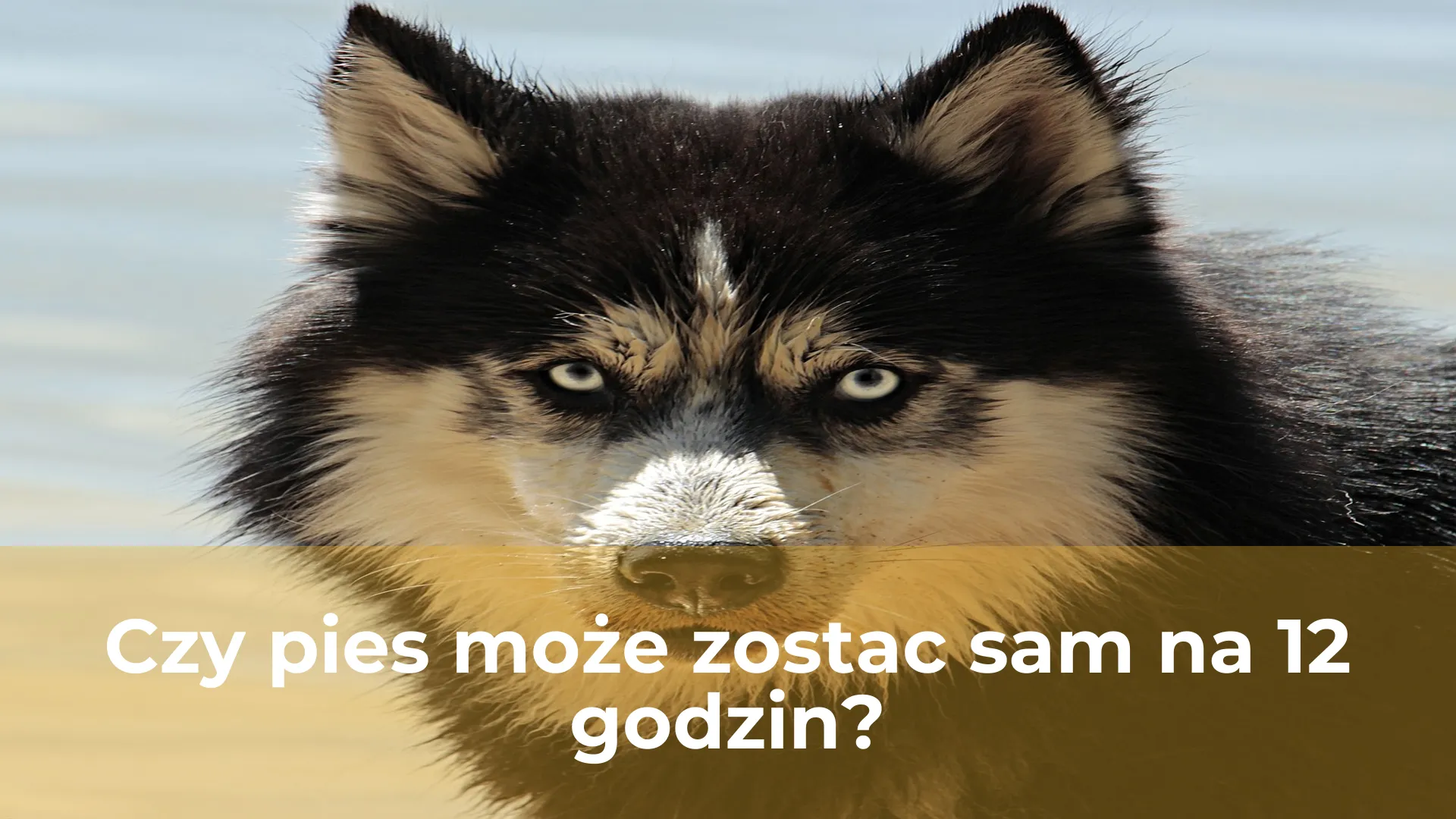 Czy pies może zostac sam na 12 godzin