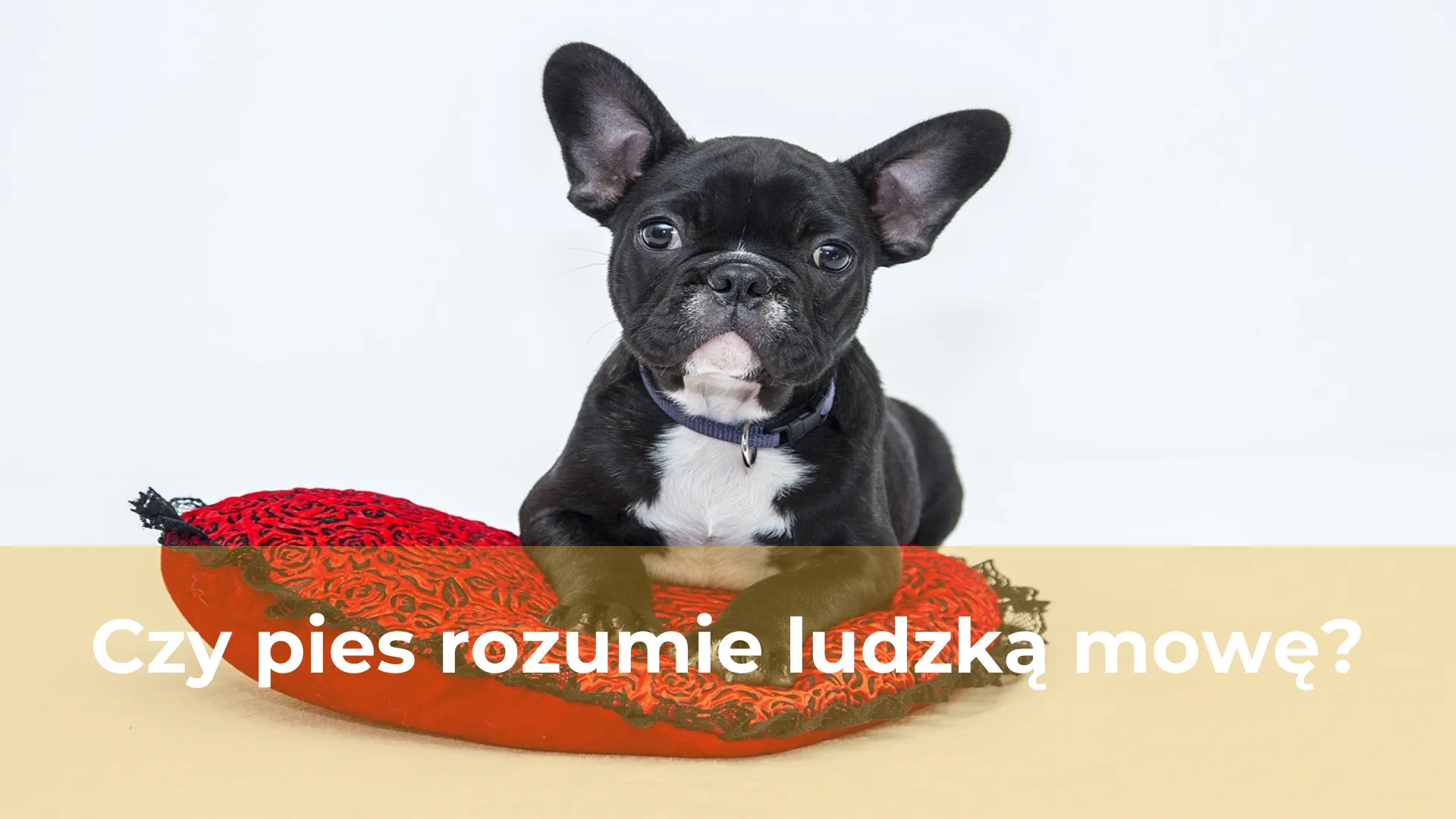 Czy pies rozumie ludzką mowę