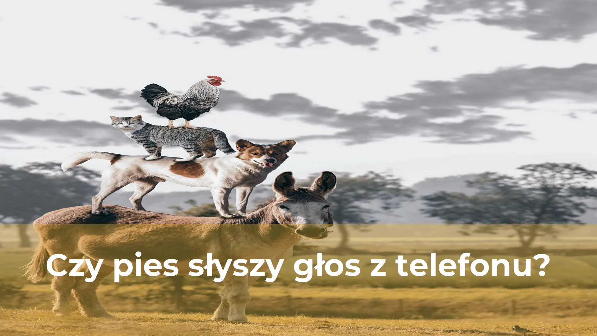 Czy pies słyszy głos z telefonu