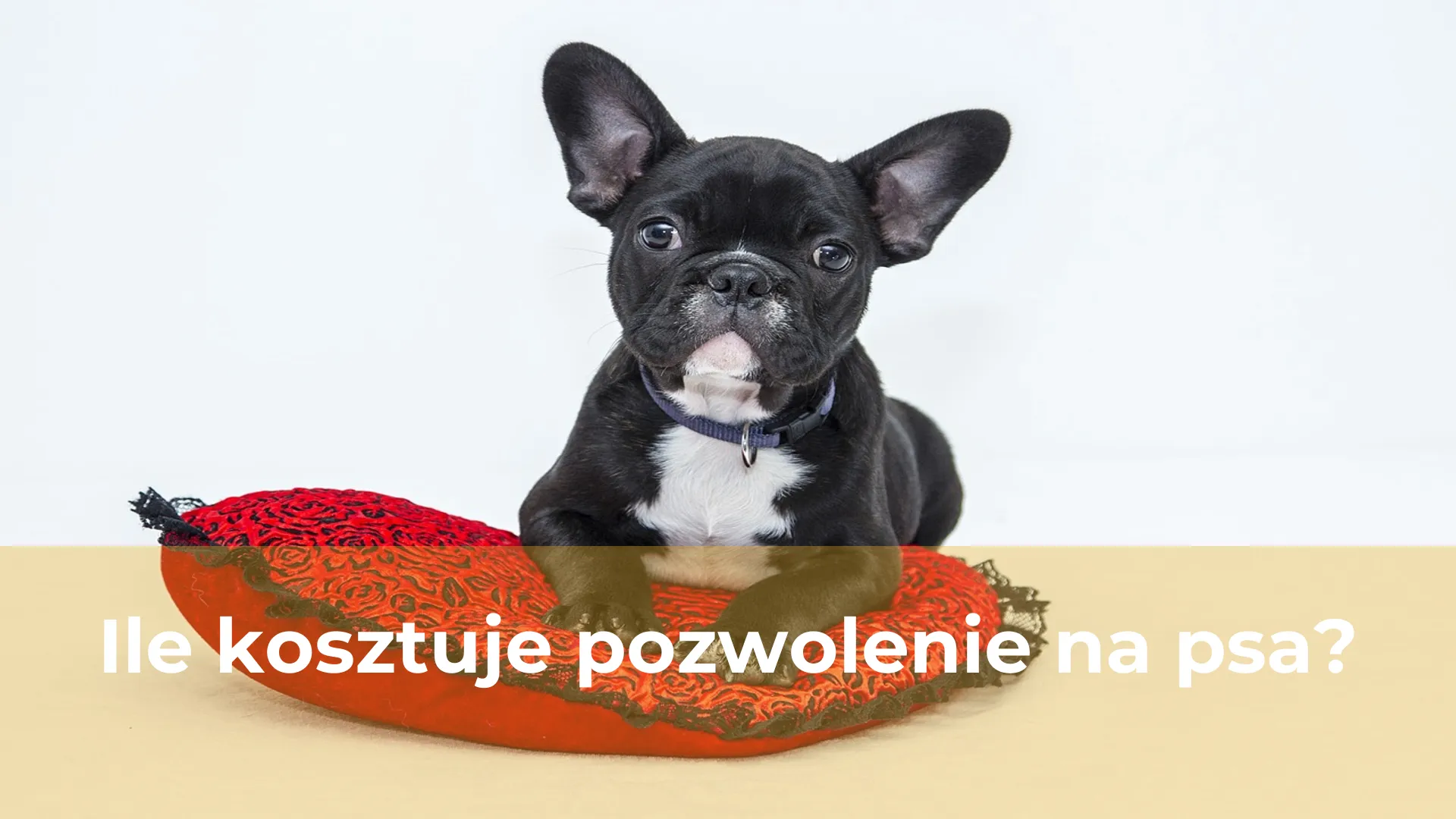 Ile kosztuje pozwolenie na psa