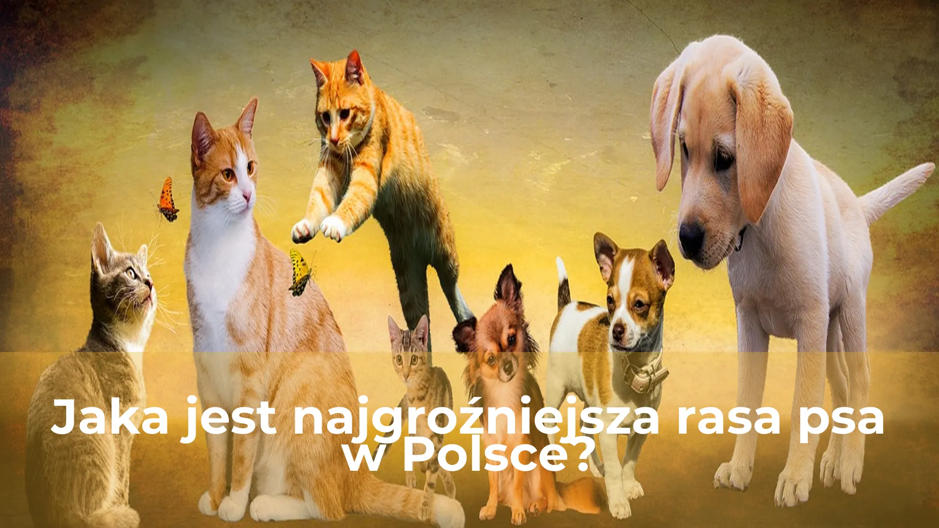 Jaka jest najgroźniejsza rasa psa w polsce