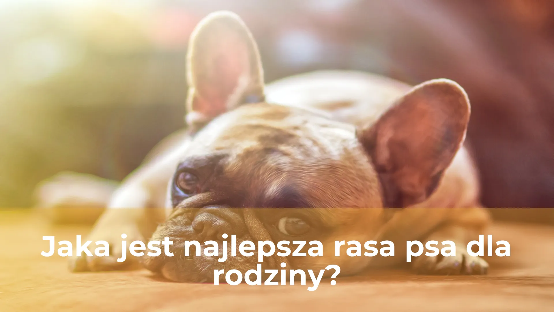 Jaka jest najlepsza rasa psa dla rodziny