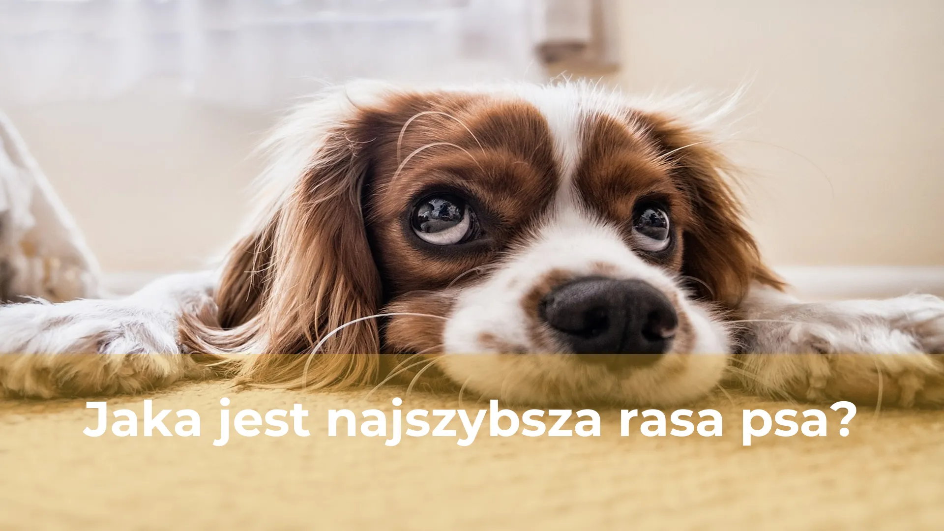 Jaka jest najszybsza rasa psa