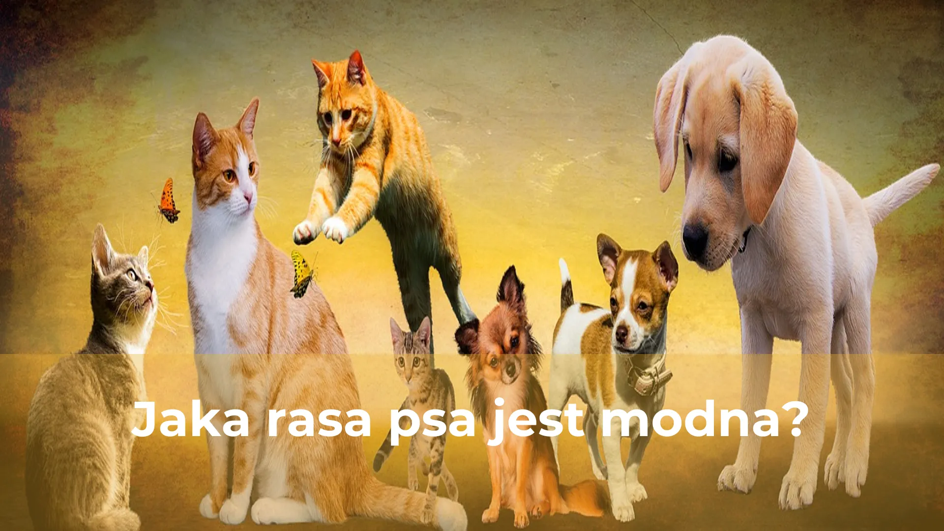 Jaka rasa psa jest modna