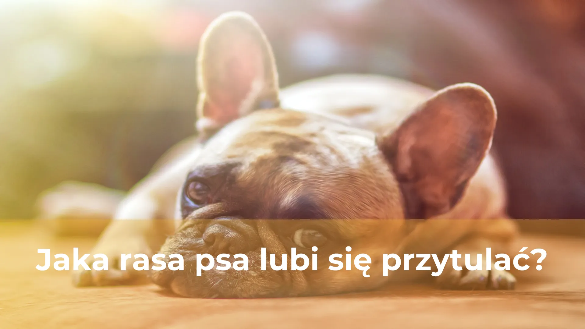 Jaka rasa psa lubi się przytulać