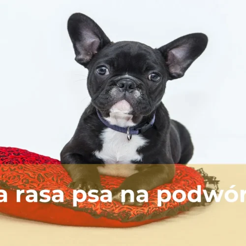 Jaka rasa psa na podwórko