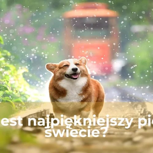 Jaki jest najpiękniejszy pies na świecie