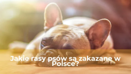 Jakie rasy psów są zakazane w polsce