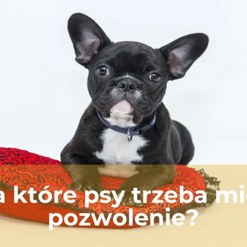 Na które psy trzeba mieć pozwolenie