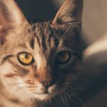 Pełnoporcjowa kocia karma – klucz do zdrowia i witalności Twojego kota