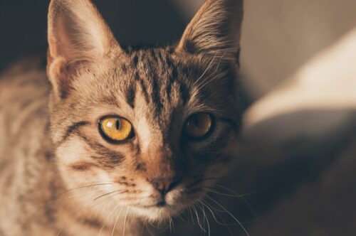 Pełnoporcjowa kocia karma – klucz do zdrowia i witalności Twojego kota